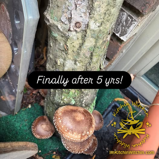 Home-Grown Shiitake Image / やっとしいたけが! 画像